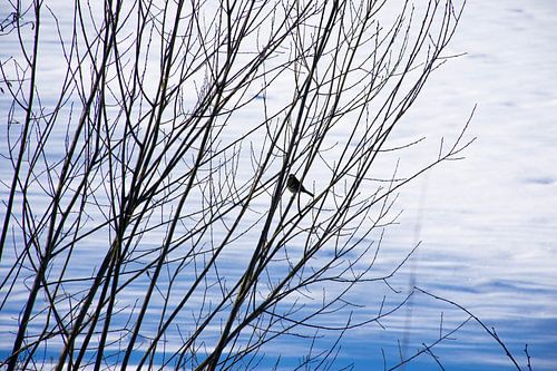 Bird in winter tree