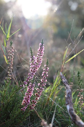 Bruyère à floraison tardive sur le Posbank, ourlet Veluwe
