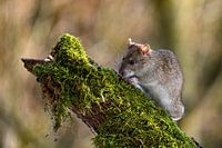 Wilde Rat