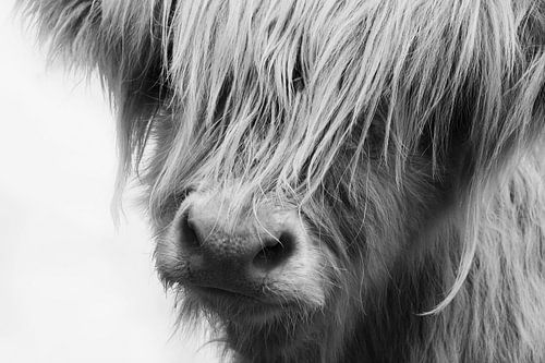 Schottisches Hochlandrind Nahaufnahme Portrait schwarz-weiss von Claudia Moeckel