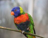 Regenbooglori