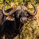 Kaffer of Afrikaanse buffel (Syncerus caffer) van Rob Smit thumbnail