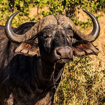 Kaffer of Afrikaanse buffel (Syncerus caffer) by Rob Smit