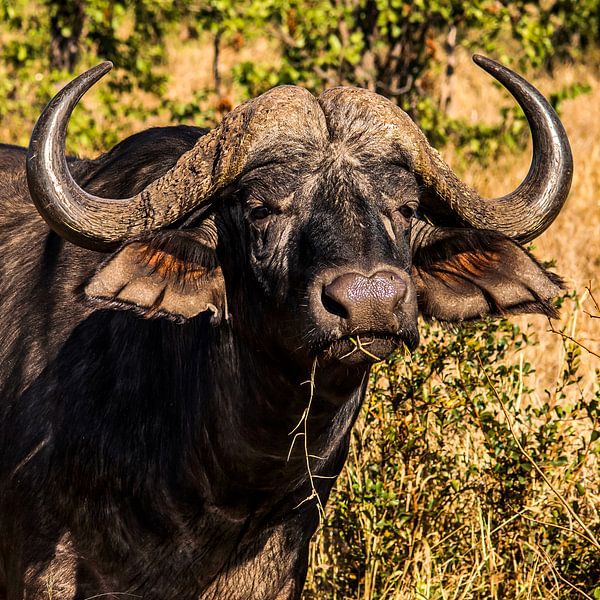 Kaffer of Afrikaanse buffel (Syncerus caffer) van Rob Smit
