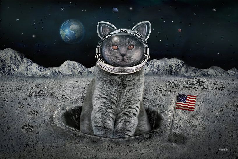 De kat op de maan van Stefan teddynash