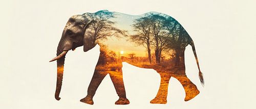 Olifant in de zonsondergang