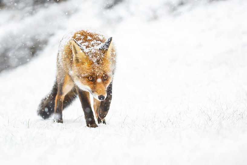 vos in de sneeuw van Pim Leijen