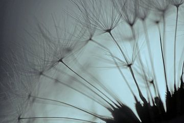 Ma façon de faire sur Carla Mesken-Dijkhoff