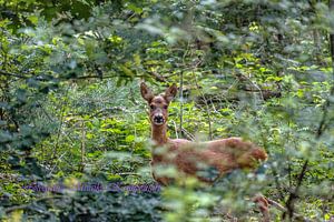 Cerf sur Maaike Krimpenfort