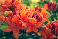 Oranje lelies in het stadspark van Breda