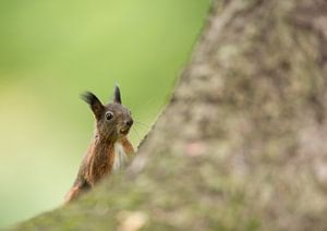 Écureuils sur Vienna Wildlife