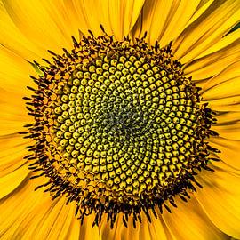 Makro Sonnenblume von Dieter Walther
