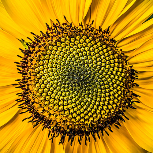 Macro Sunflower