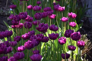 Tulpen in bloei in de tuin van Claude Laprise