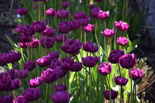 Tulpen in bloei in de tuin