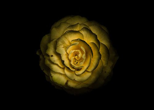 Fleurs du jardin 85 Version couleur sur The Learning Curve Photography