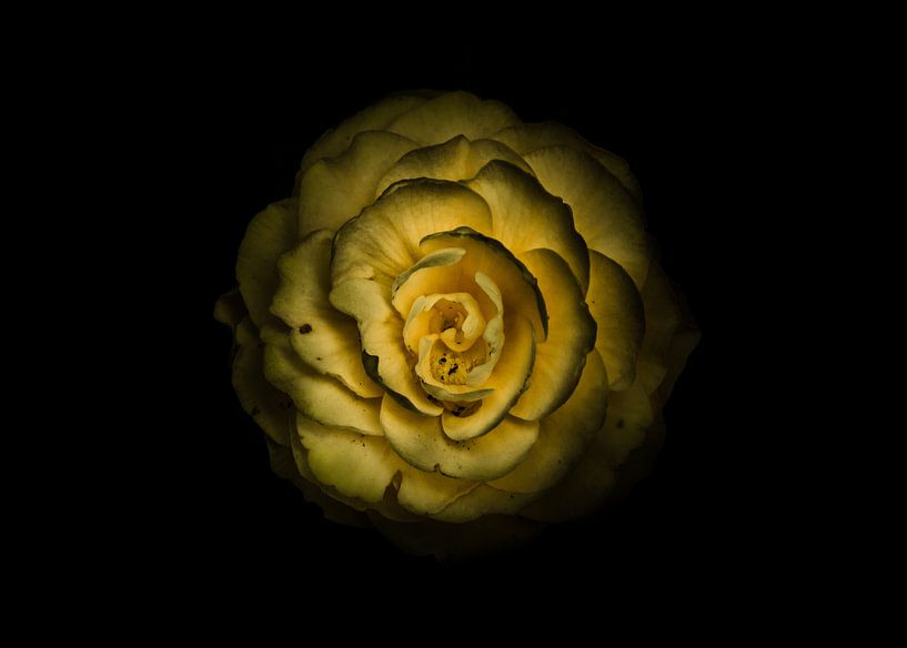Blumen im Garten 85 Farbversion von The Learning Curve Photography