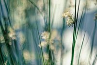 Riet