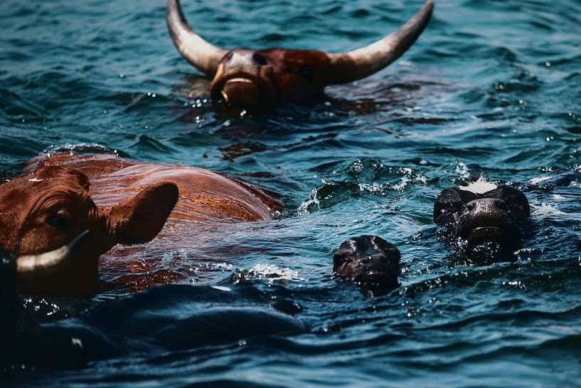 The swimming cows by Pieter Beyens