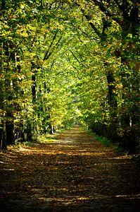 Chemin de Forêt en automne