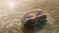 Shell in der Nordsee von Jan van de Laar Miniaturansicht