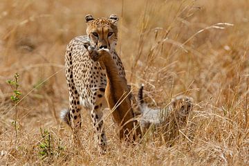 Cheetah w. Tommy van Peter Michel