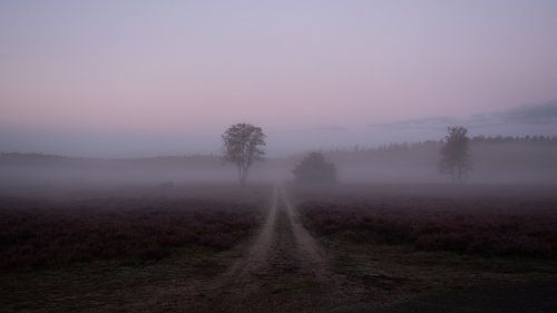 dawn