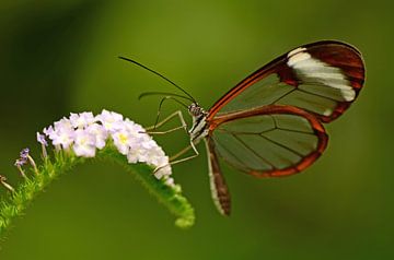 Doorzichtige vlinder op bloem van Rene Mensen
