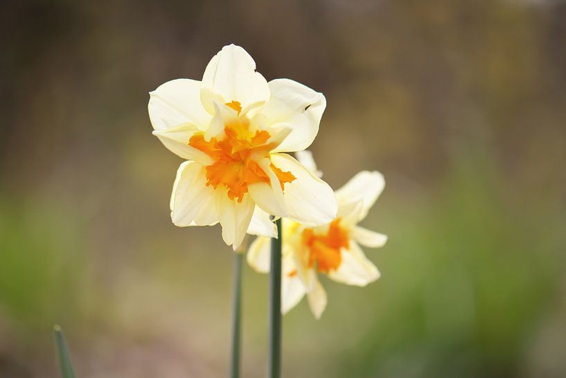 two daffodils in the forest by Tania Perneel