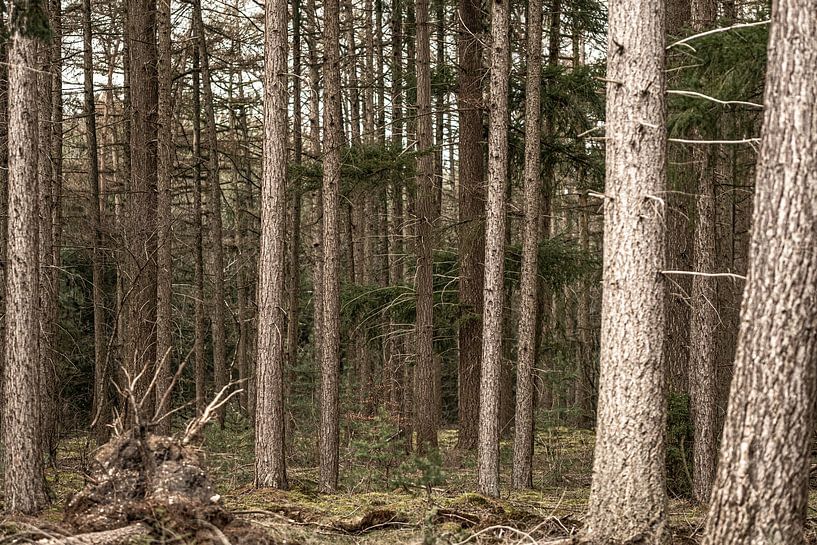 Forêt par Mario Creanza