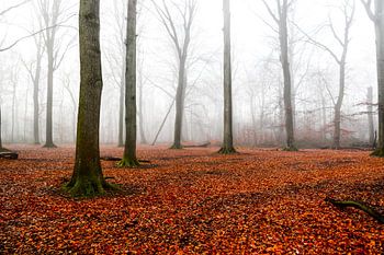 Nebliger Orangenwald