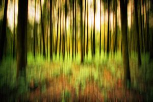 Wald Strukturen
