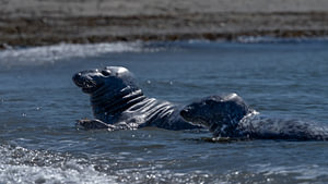 Two Grey Seals Swimming in Shallow Ocean Water