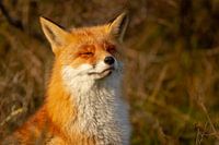 Sunny Fox