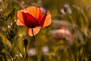 Mohnblume im Gegenlicht