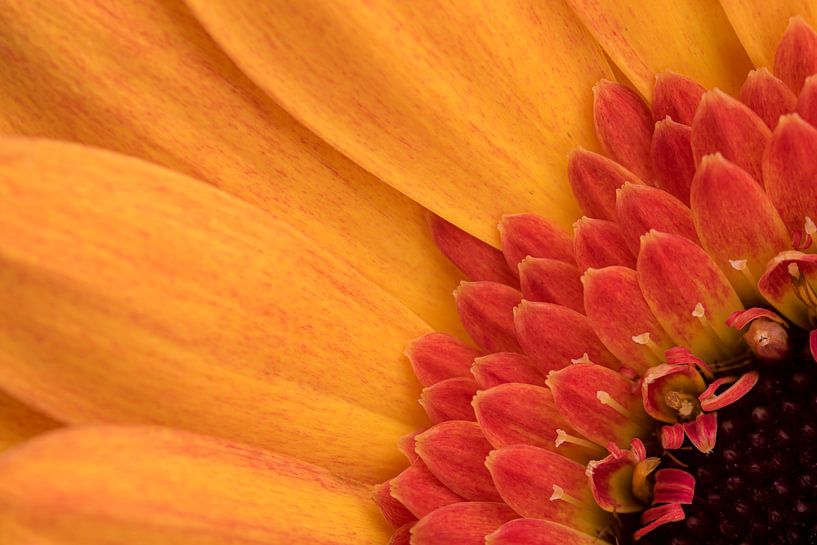 A small piece from nature by Marjolijn van den Berg