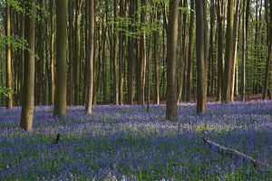 Lente in het bos von Michel van Kooten