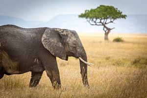 Un éléphant sur le Serengeti