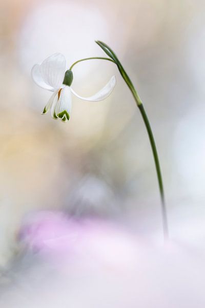 Comme une ballerine par Bob Daalder