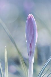 Lilac spring by Sem Viersen