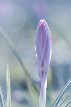 Lilac spring