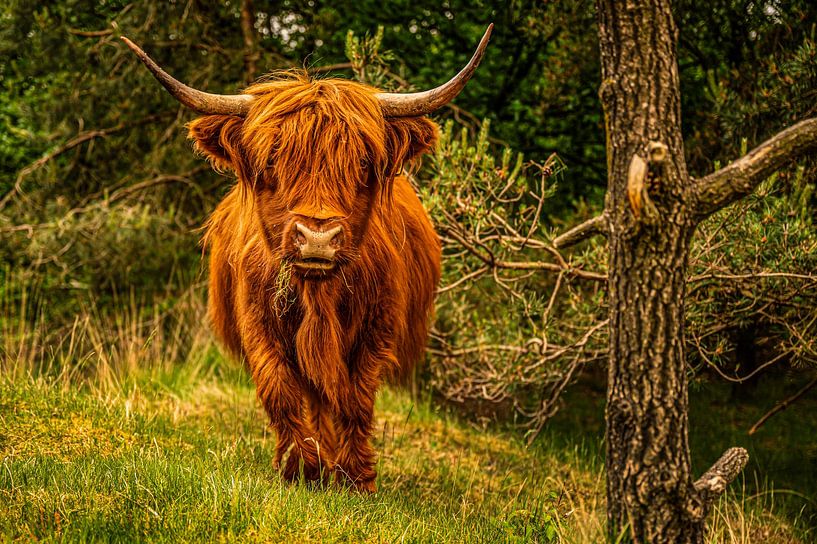 Scottish Highlander walks straight into camera by Bas Fransen