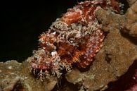 Schorpioenvis verstopt op een koraalrif van M&M Roding thumbnail