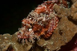 Schorpioenvis verstopt op een koraalrif by M&M Roding