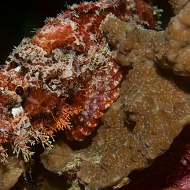 Schorpioenvis verstopt op een koraalrif von M&M Roding