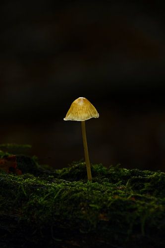 Mycena (Mycena epipterigya)