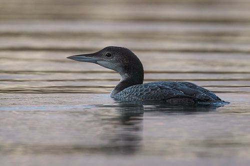 Silence of dusk – Great Northern Loon