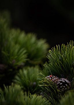Love bug - Little ladybird on a pine cone