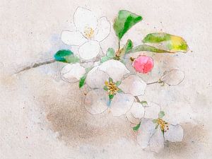 Aquarellmalerei einer Apfelblüte