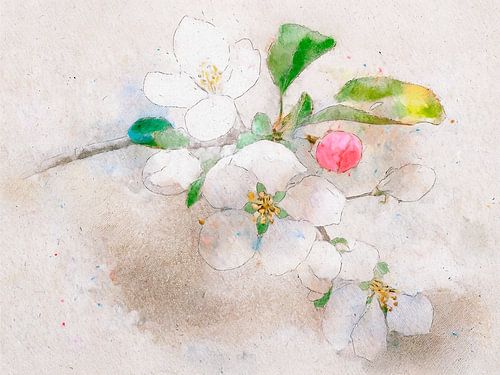 Aquarellmalerei einer Apfelblüte